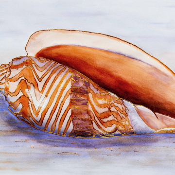 Hunter's Volute