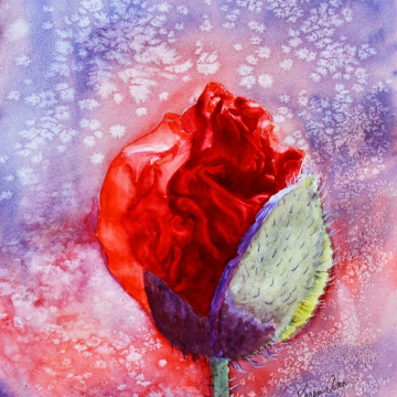 Blooming Poppy