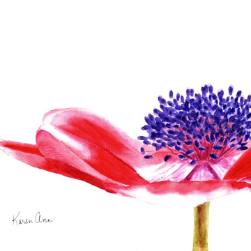 A Simple Poppy