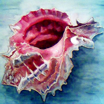Pink-mouthed Murex