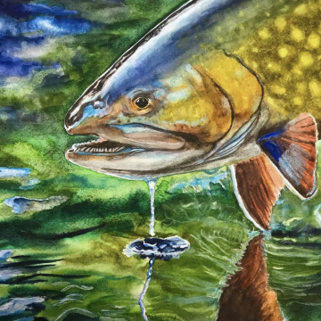 Brook Trout II