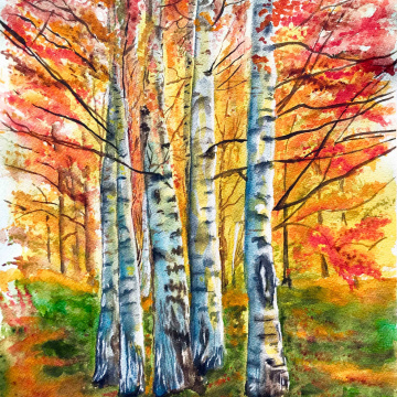 Autumn Birches