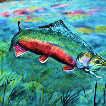 Brook Trout 