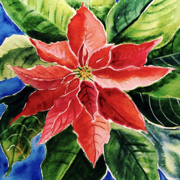 Poinsettia